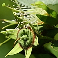 Sonneratia alba (Mangrove apple) ヤマプシキ in Cairns<br />Canon EOS 7D + EF70-200 F4L IS +EF1.4xII